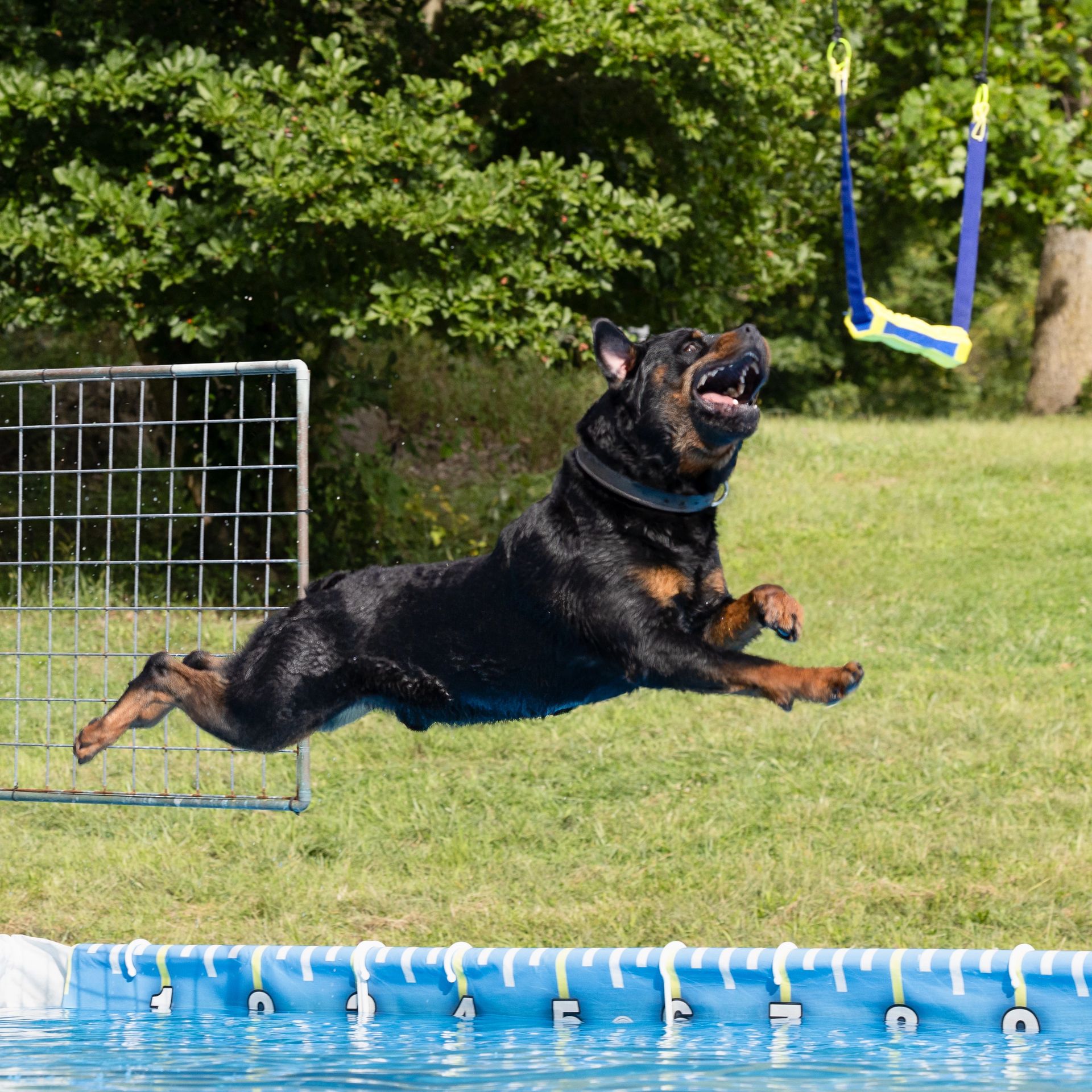 Dock diving action photography at Splash Town Warwick